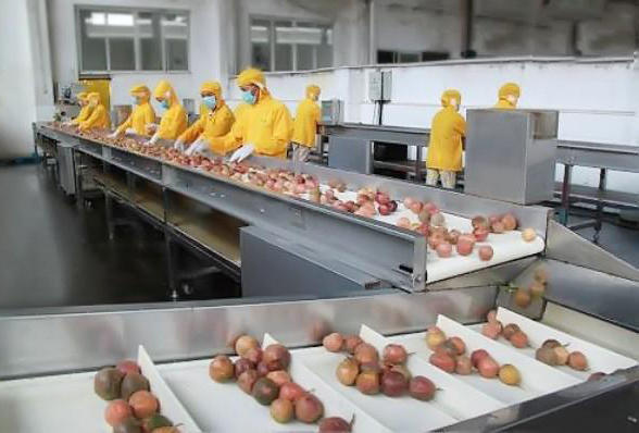 石榴水果汁饮料生产线设备的预处理石榴去壳和壳籽分离机器.jpg 石榴水果汁饮料生产线设备的预处理石榴去壳和壳籽分离机器.jpg